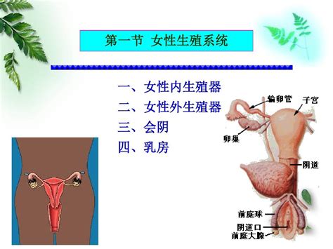 女人洞|解剖学高清图谱 女性生殖系统